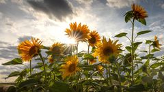 Sommer, Sonne, Sonnenblumen