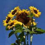 Sommer - Sonne - Sonnenblumen