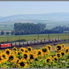 Sommer, Sonne, Sonnenblumen