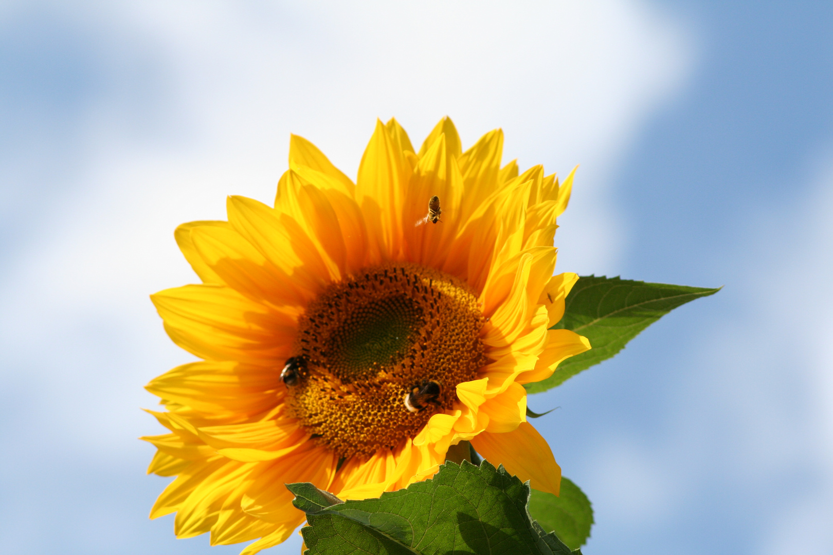 Sommer Sonne Sonnenschein Foto Bild Tiere Wildlife Insekten Bilder Auf Fotocommunity