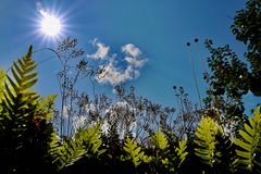 Sommer - Sonne - Sonnenschein