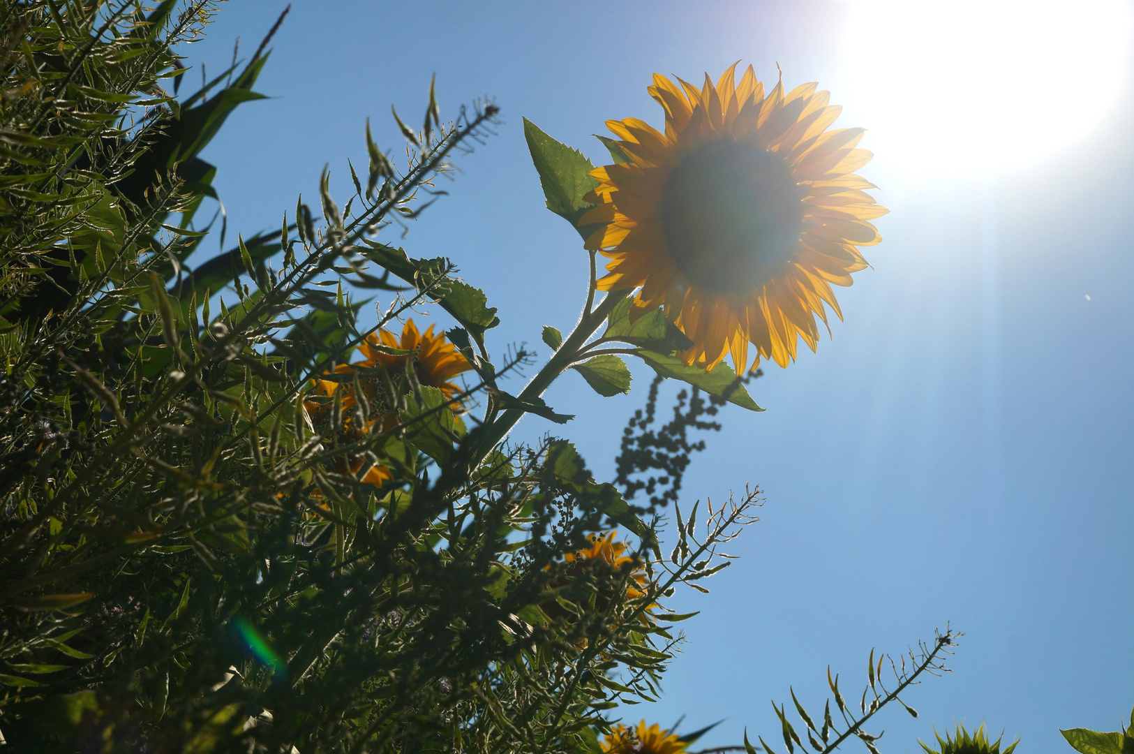 Sommer, Sonne, Sonnenschein