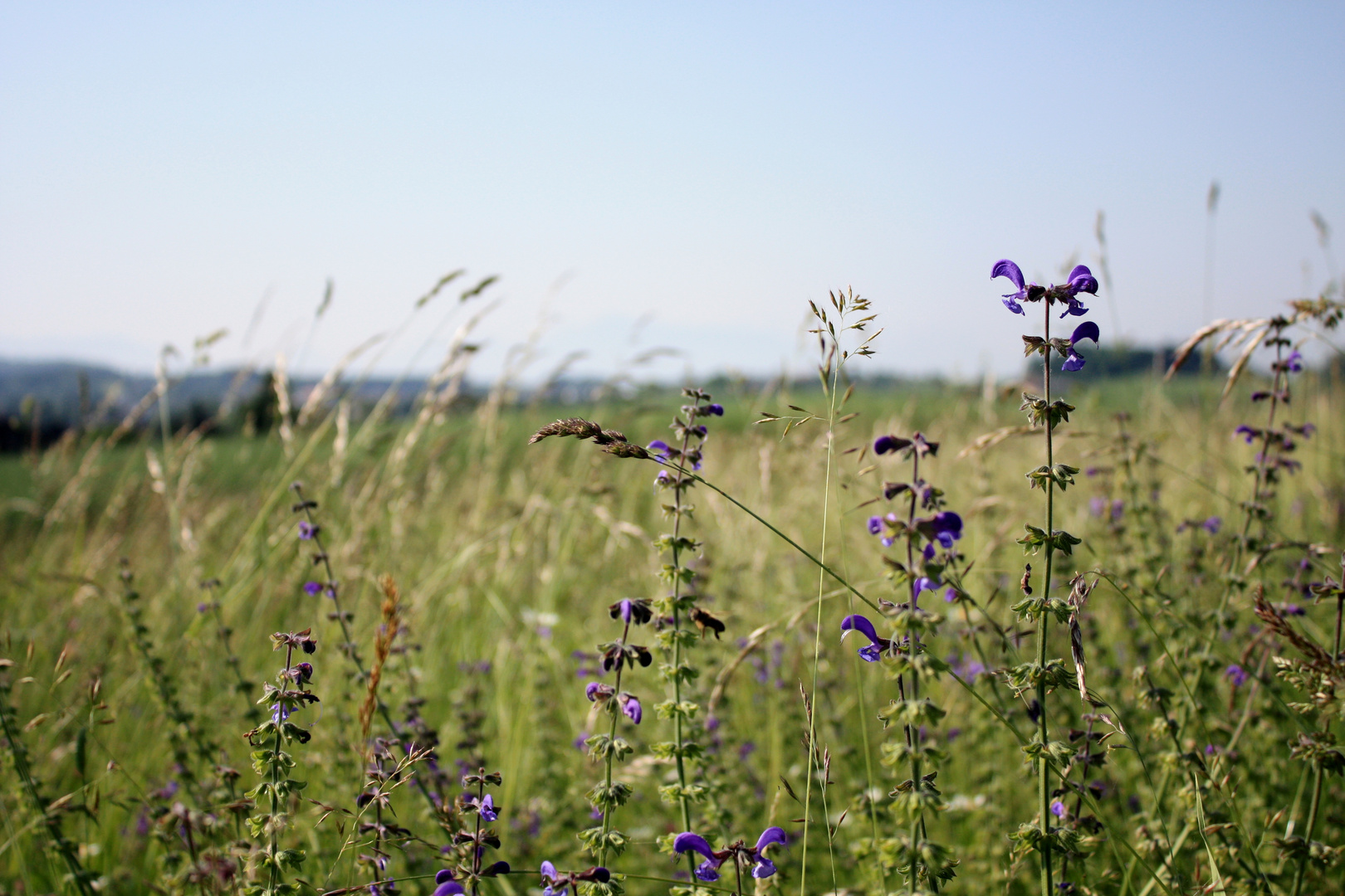 Sommer, Sonne, Sonnenschein