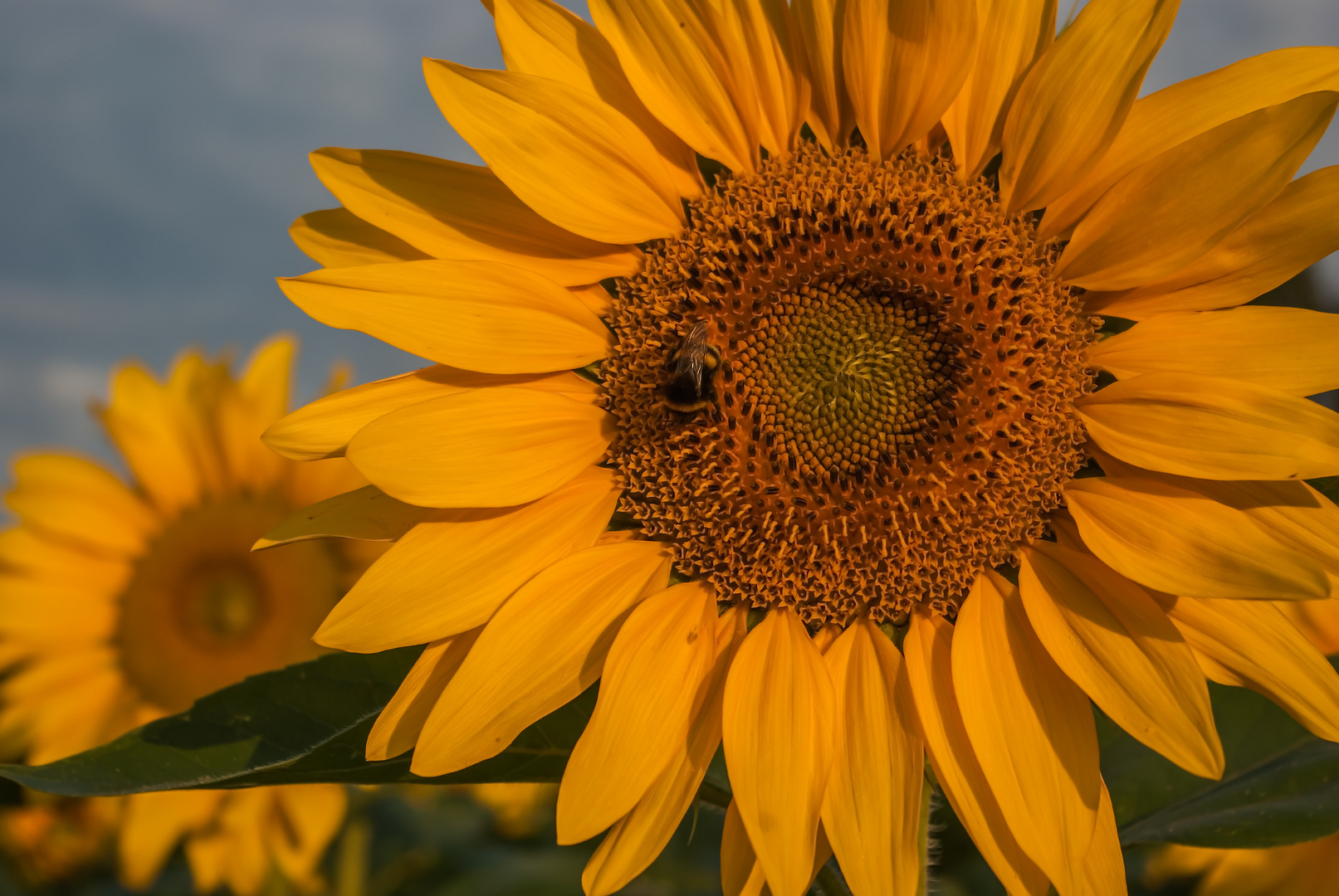 "Sommer Sonne Sonnenschein" Foto & Bild pflanzen, pilze