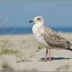 Sommer, Sonne, Strand... Mantelmöwe *Larus marinus*