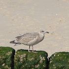 Sommer, Sonne, Strand und Meer