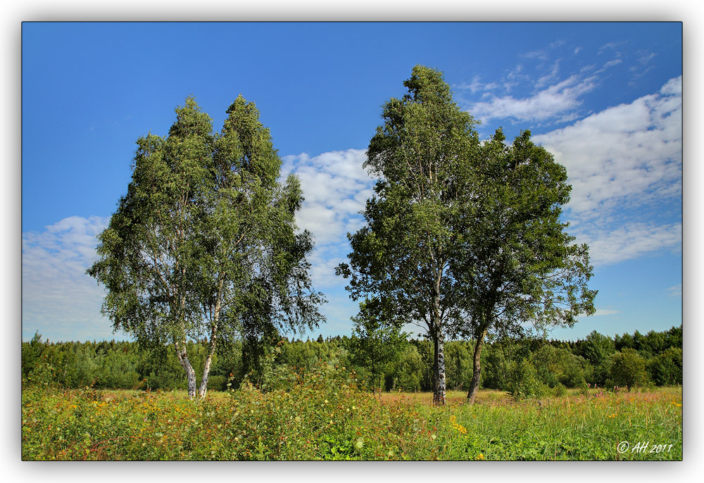 Sommer, Sonne, Syrauer Heide...! ;-)