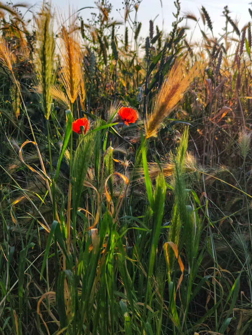 Sommer, Sonne und Blumen 