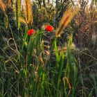 Sommer, Sonne und Blumen 