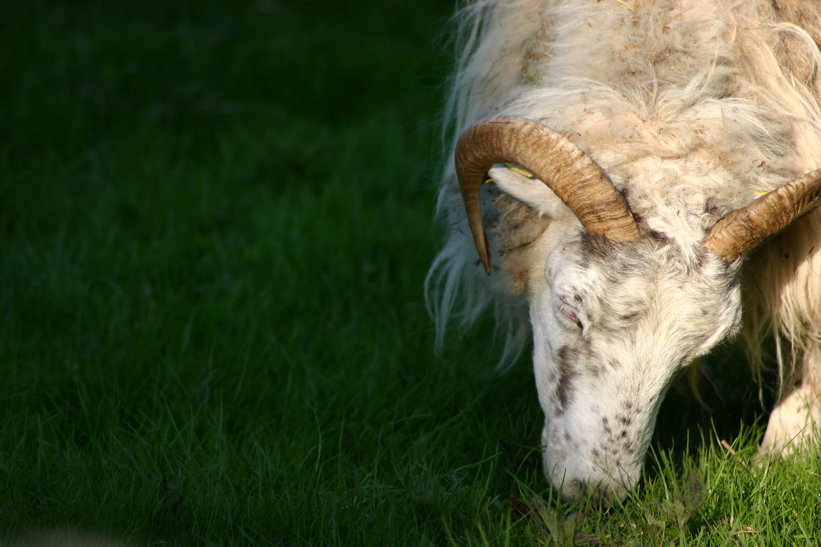 Sommer, Sonne und eine fette Wiese