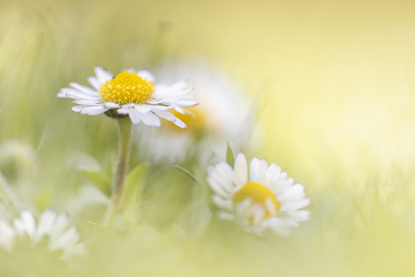 Sommer, Sonne und Gänseblümchen