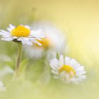 Sommer, Sonne und Gänseblümchen