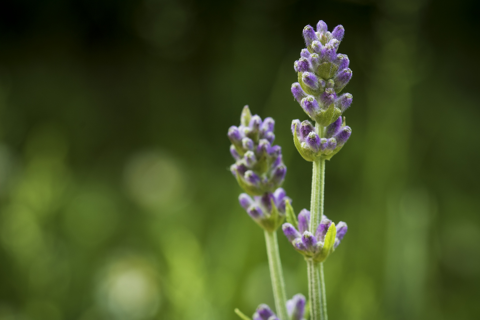 Sommer, Sonne und Lavendel