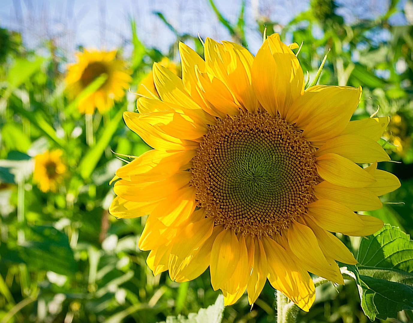 Sommer, Sonne und Sonnenblume