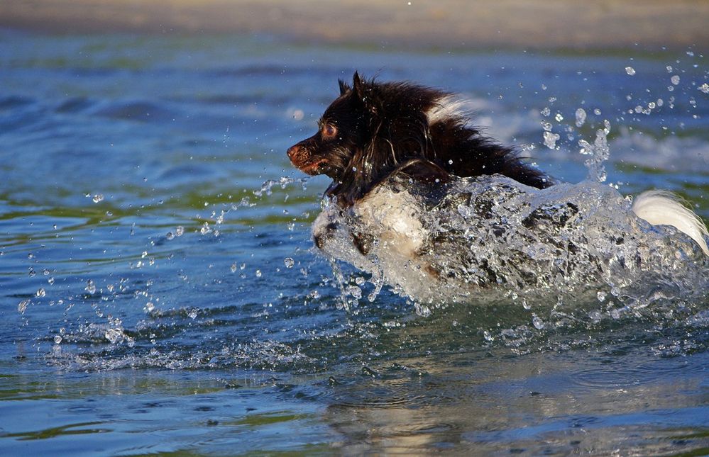 sommer sonne wasser 2