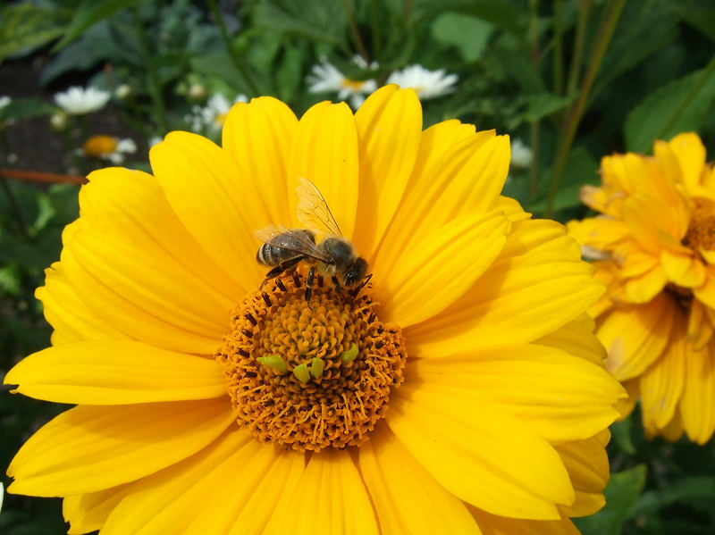 Sommer-Sonnen-Blüte