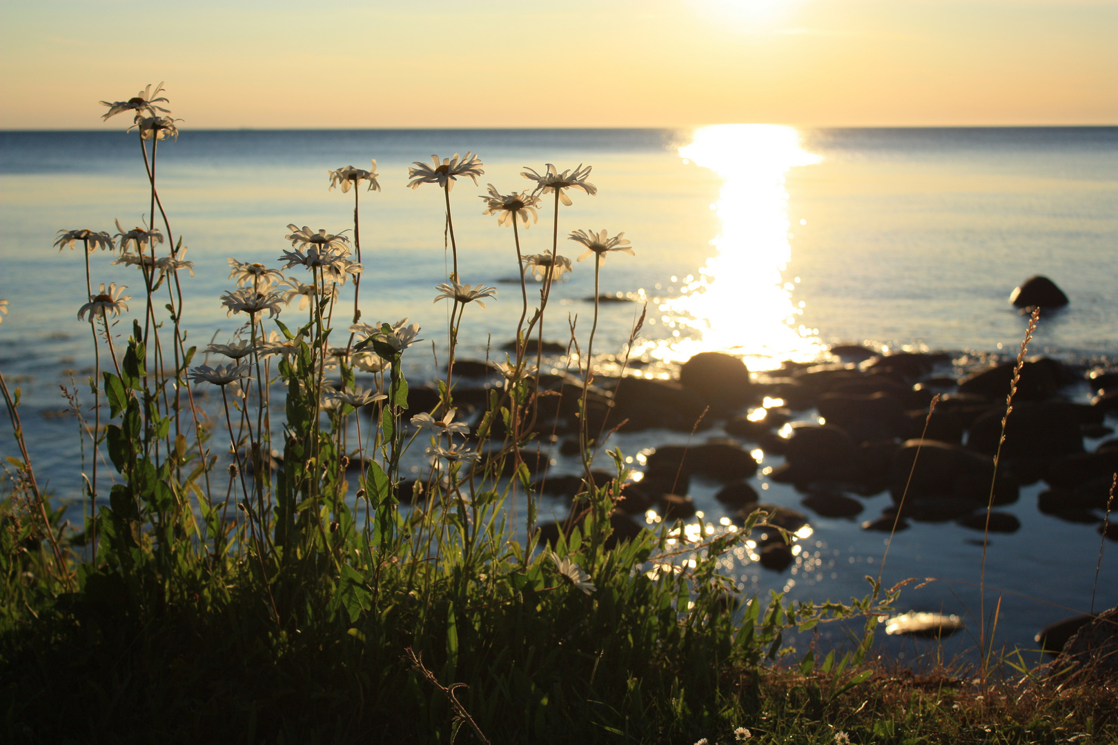 Sommer-Sonnen-Blüten-Meer