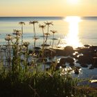 Sommer-Sonnen-Blüten-Meer