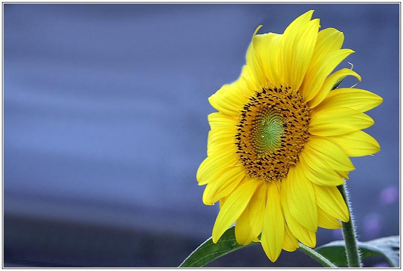Sommer-Sonnen-Blume
