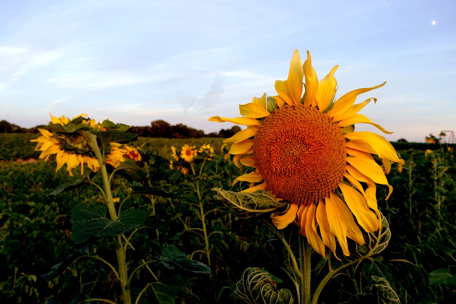 Sommer-Sonnen-Blumen 2