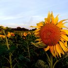 Sommer-Sonnen-Blumen 2