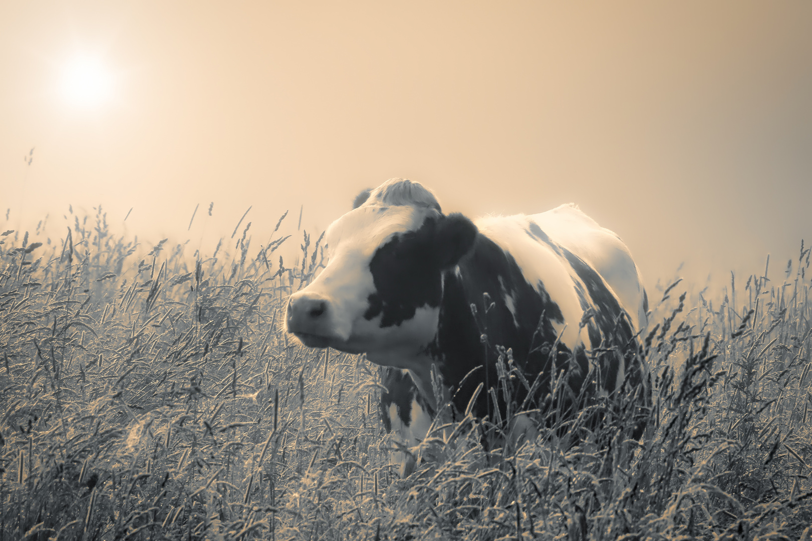 Sommer-Sonnen-Kuh