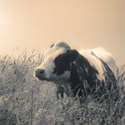Sommer-Sonnen-Kuh
