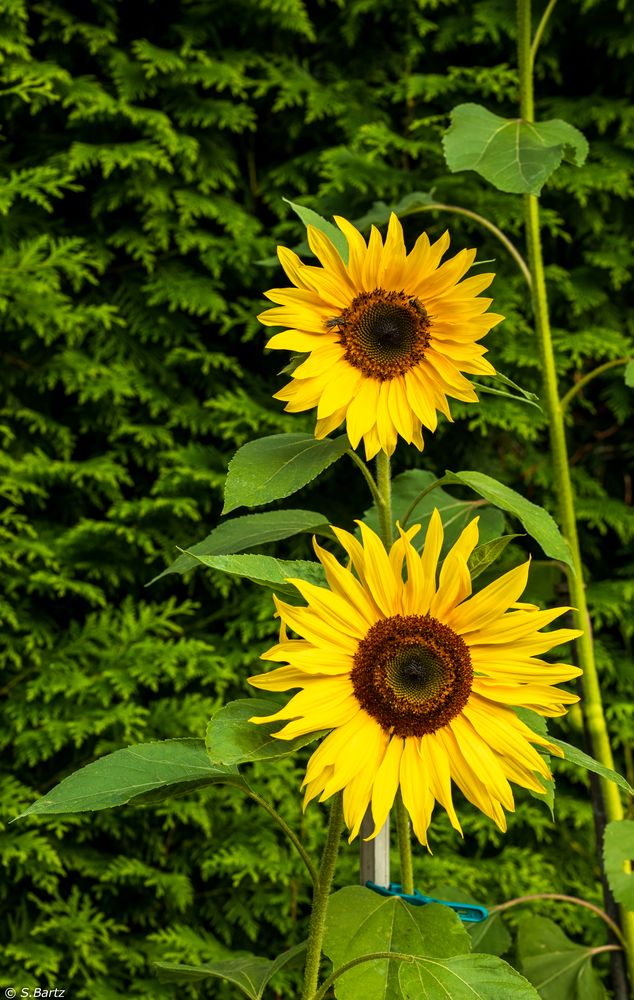 Sommer-Sonnenblume (2)