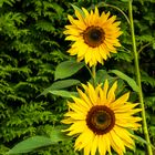 Sommer-Sonnenblume (2)