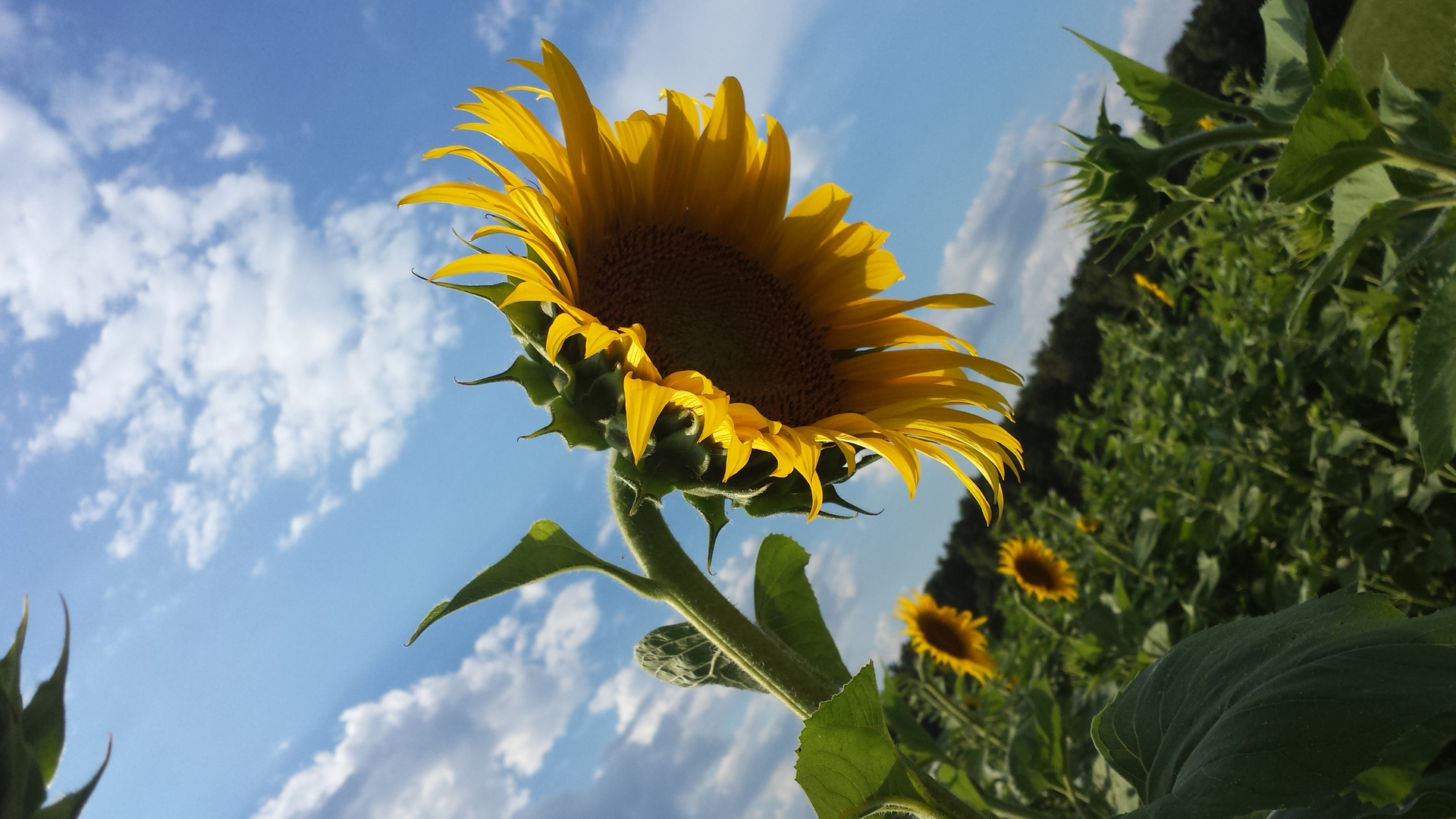 Sommer - Sonnenblume