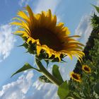 Sommer - Sonnenblume