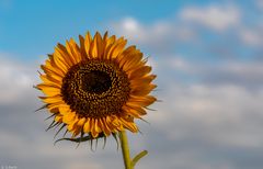 Sommer-Sonnenblume (6)