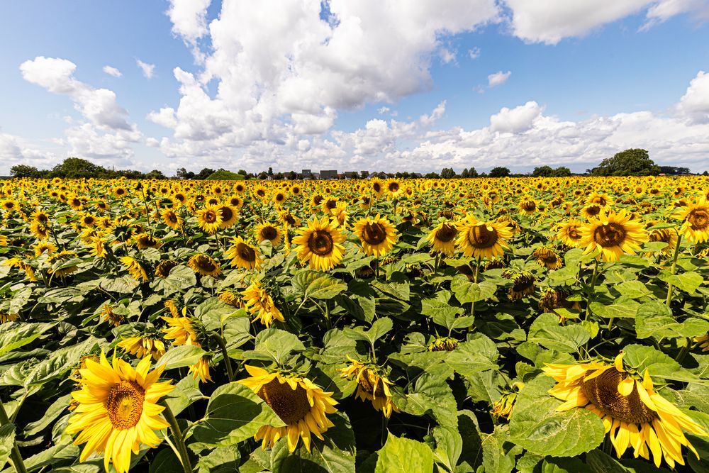 **Sommer-Sonnenblumen**