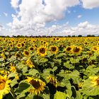 **Sommer-Sonnenblumen**