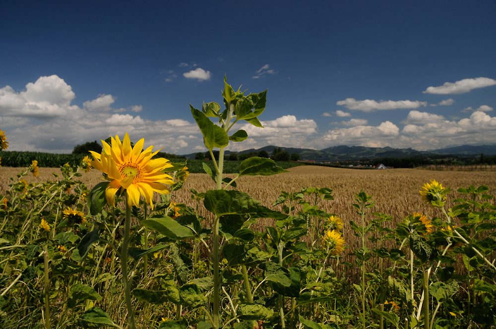 Sommer-Sonnenblumen