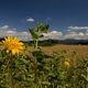 Sommer-Sonnenblumen