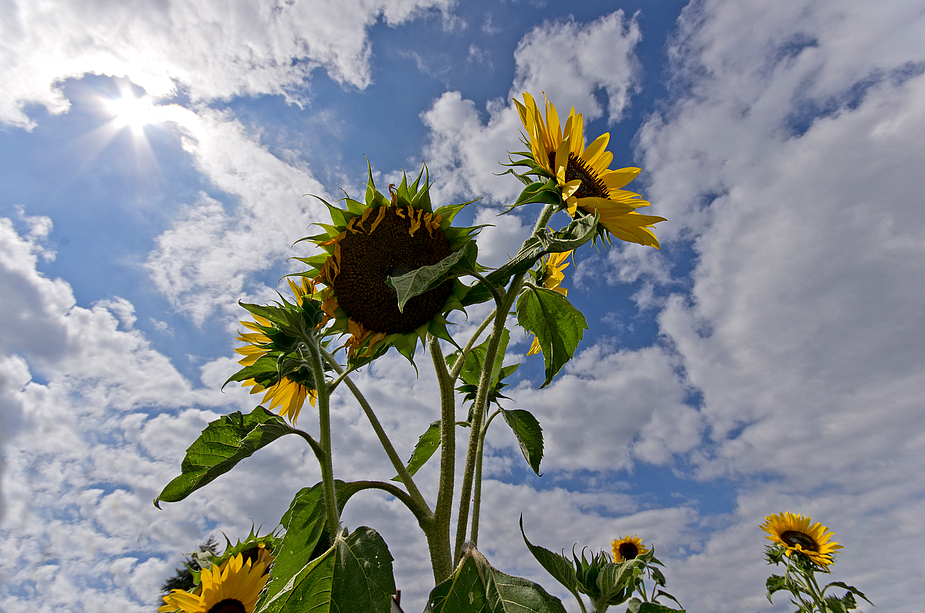 Sommer - Sonnenblumen