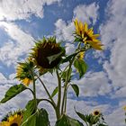 Sommer - Sonnenblumen