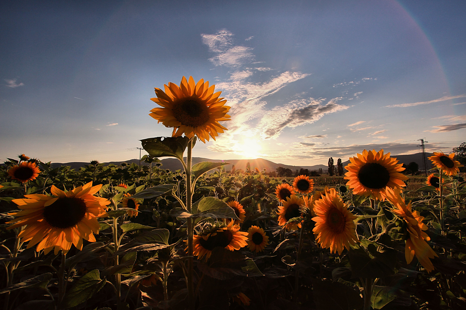 Sommer - Sonnenblumen - Traumlandschaft