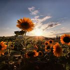 Sommer - Sonnenblumen - Traumlandschaft