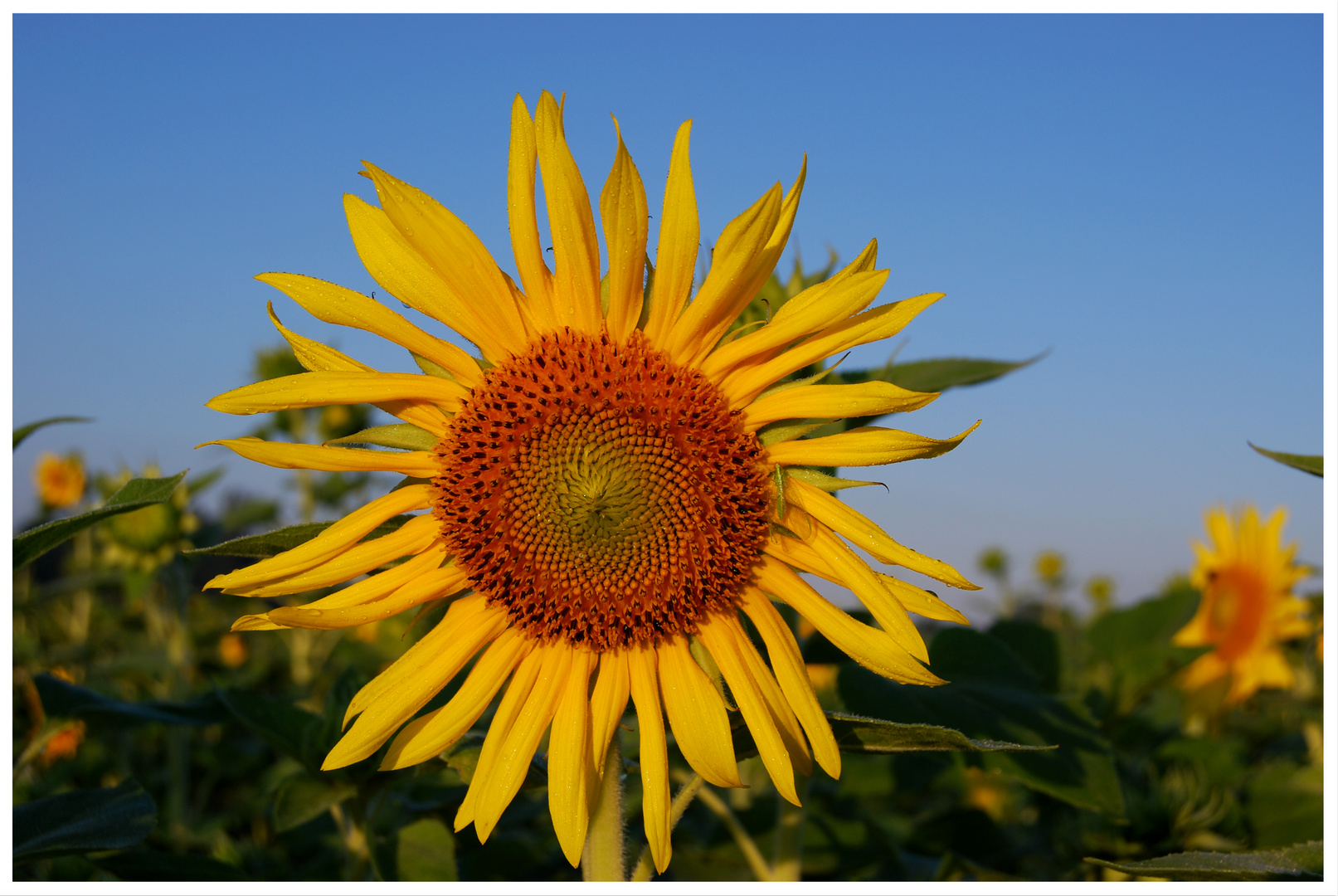 Sommer, Sonnenschein!