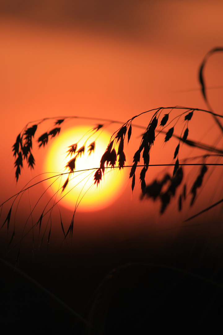 Sommer Sonnenuntergang