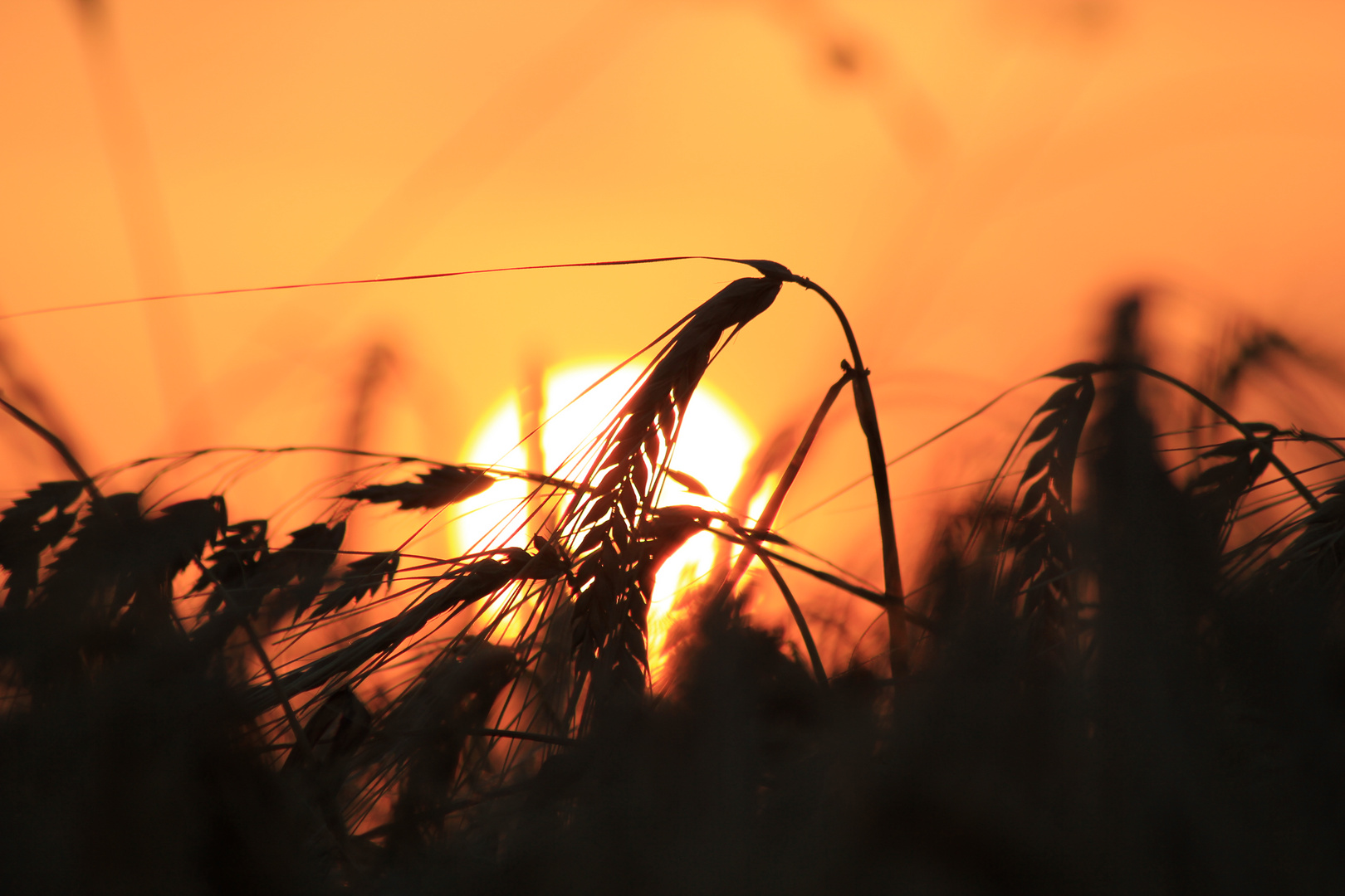 Sommer Sonnenuntergang II