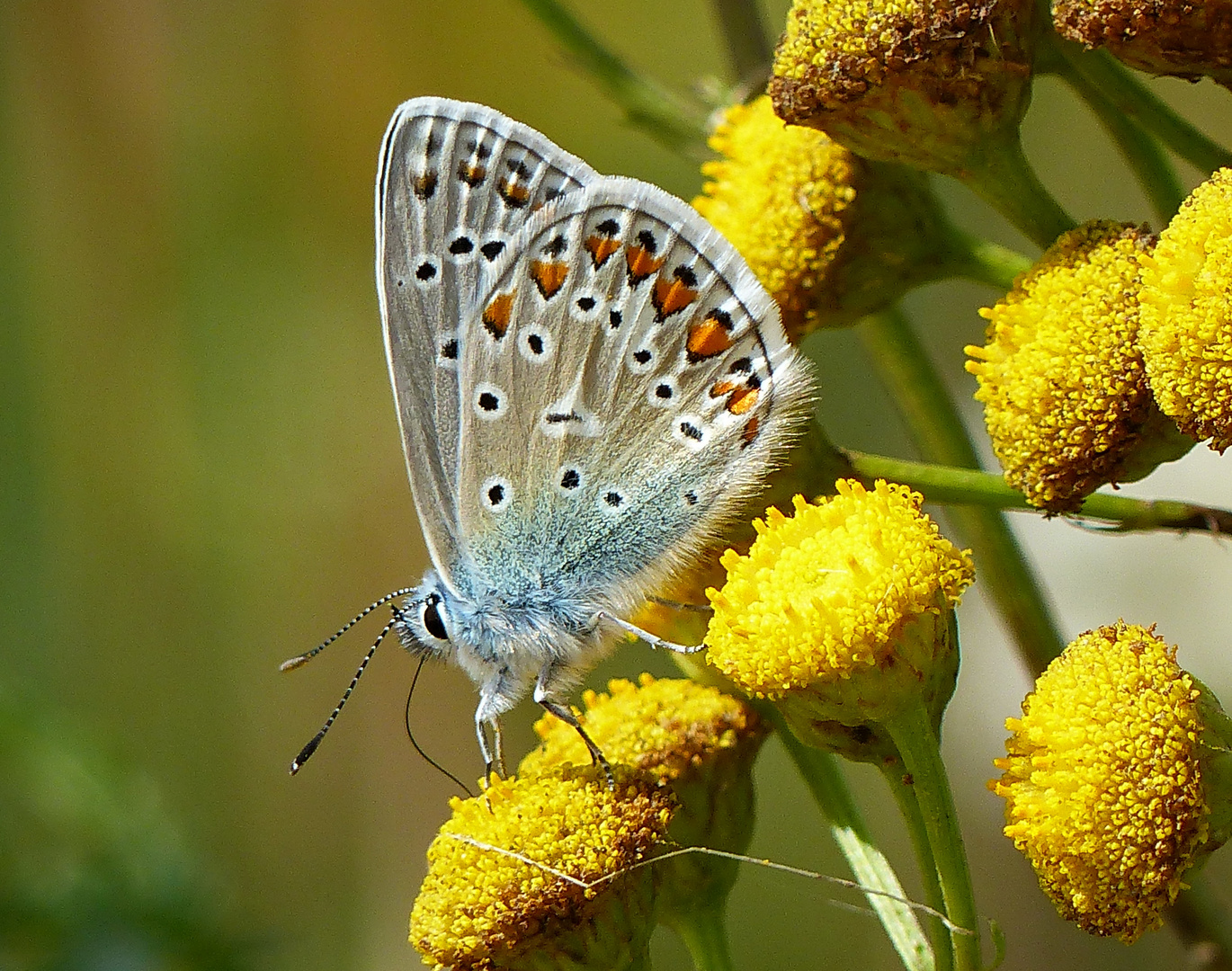 Sommer Sonntag Sonnenschein Auch für die Schmetterlinge heute