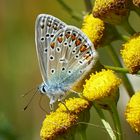 Sommer Sonntag Sonnenschein Auch für die Schmetterlinge heute