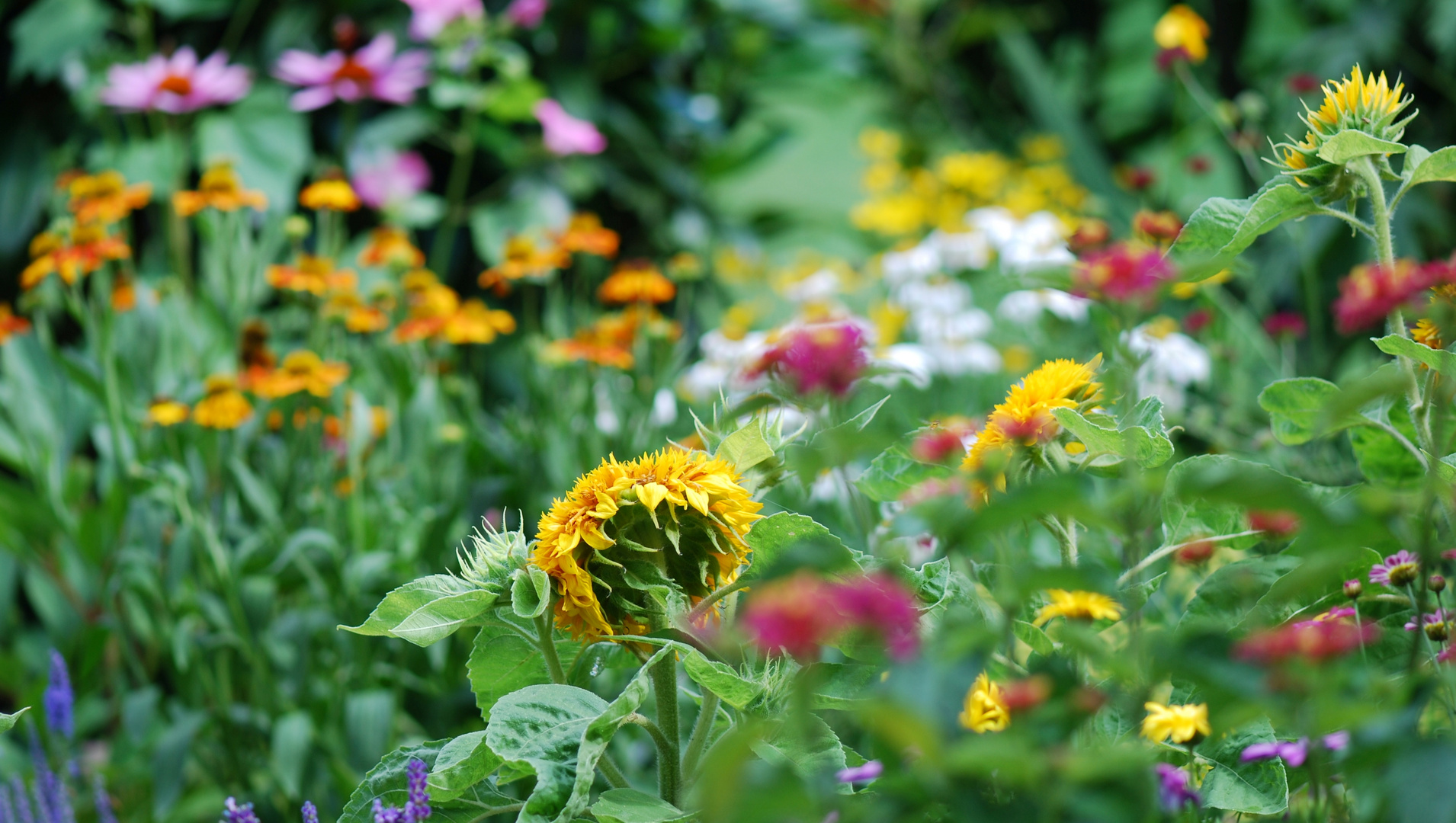 sommer sonntags chillout zone