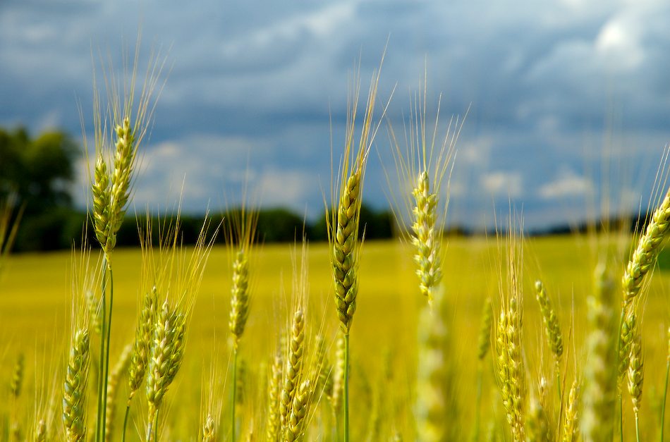 Sommer steckt im Korn von AndreeM