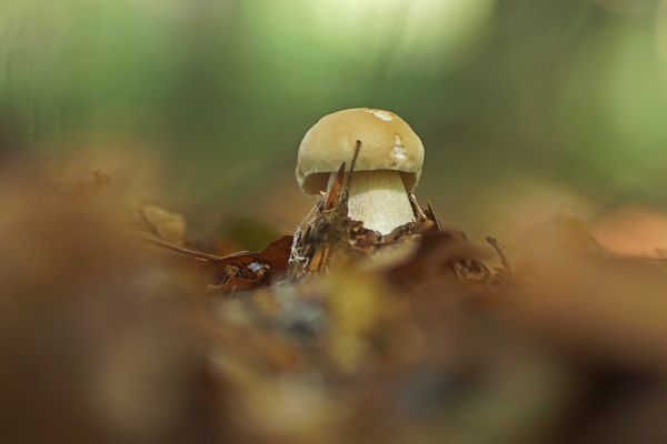Sommer-Steinpilz (Boletus reticulatus)