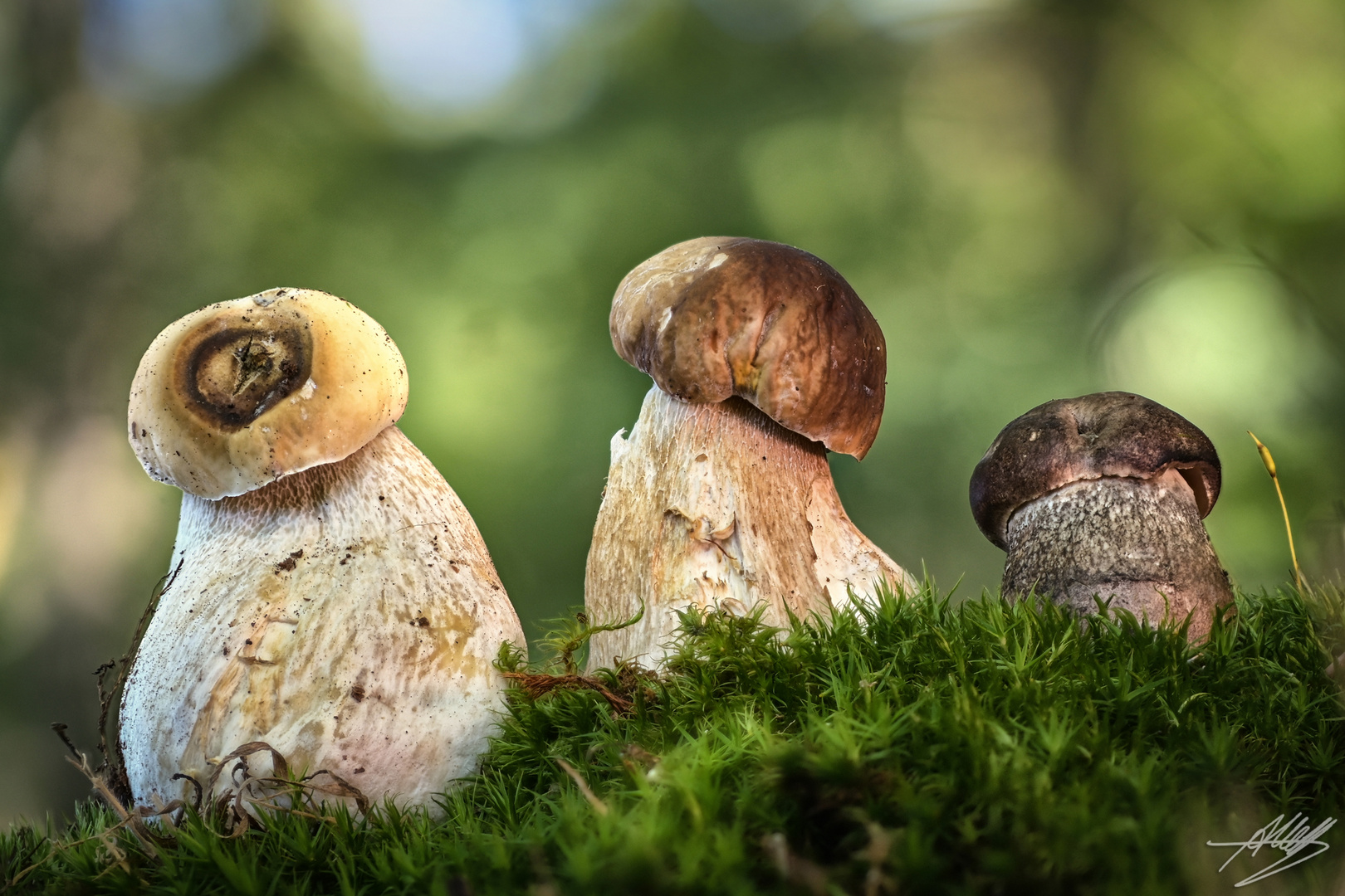 Sommer-Steinpilz (Boletus reticulatus)