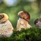 Sommer-Steinpilz (Boletus reticulatus)